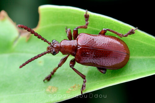 Lilioceris subcostata